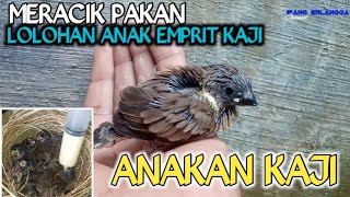 Cara Bikin Pakan Lolohan Emprit || Anakan Emprit Sehat dan Lahap Makan || @ipangerlanggachannel4512