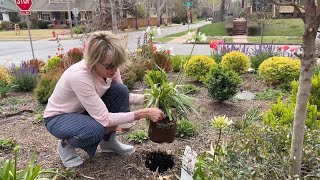 Ever White Agapanthus Planting Hack with Linda Vater 🌿💡