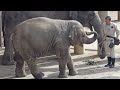 【東山動物園のアジアゾウ親子！アヌラとさくら＆うらら幸せなひととき】 東山動物園 アジアゾウ うらら 動物園の動物 日常の姿＃愛らしい仕草 自然との共存 観光スポット 動物愛好家 アヌラ