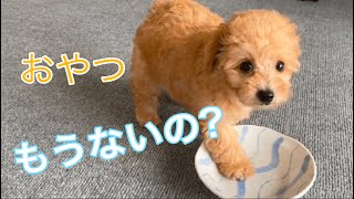 初めてのおやつに大興奮な子犬がかわいい【トイプードル】