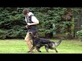 Steady & Correct Obedience Work with Zora! | Kraftwerk K9 German Shepherds