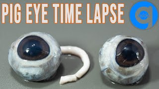 Pig Eye Time Lapse - Rotting Time Lapse