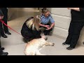 therapy dogs visit woodstock police