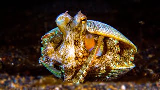 How Does This Octopus Build Its Motorhome? | Survival of the Weirdest | Love Nature