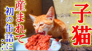 腹ペコな子猫に産まれて初めての缶詰を与えたら・・