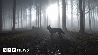 Wild wolves return to Belgium after 100 years, sparking controversy - BBC News