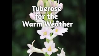 Top Tuberose Perfumes for Warm Weather | Affordable \u0026 Niche Tuberose Perfumes