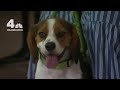 Virginia Veterinarian to Treat Animals Impacted by War | NBC4 Washington