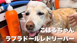 ラブラドールレトリーバー　こはるちゃん【Labrador retriever】