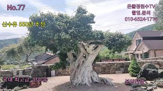 국내 최고중 최고의 특수목 산수유나무  역사에기록된 나무  개인거래 산수유중 최고  분양개시