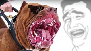 ALE MI DZIWNEGO PITBULLA SPRZEDALI !!!