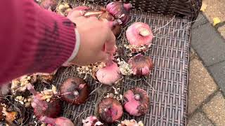 Digging And Storing Gladiolus Bulbs