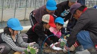 甘くなってね みんなのメロン　芦別で農作業体験（2012/05/17）北海道新聞