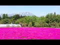 芝桜と岩手山