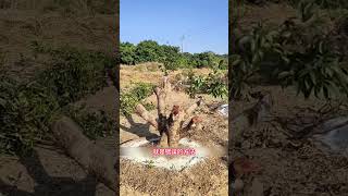 荔枝果樹嫁接如何矮化？ 你知道嗎，盡量留中間抽水枝How to make lychee trees dwarfed by grafting? keep  branches in the middle