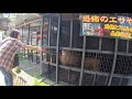 lion feeding in north safari sapporo. hokkaido japan