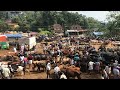 vaniyamkulam cattele market. . vaniyam kulam.