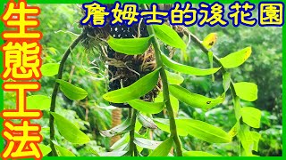 【石斛蘭】初學入門 | 生態栽植工法 | 詹姆士的後花園 - Part 43