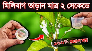 2 সেকেন্ডে মিলিবাগ দমন করবে এই পদ্ধতি/ Mealybug Treatment on Hibiscus / Mealybug Control instantly