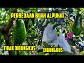 Perbedaan Buah Alpukat Dibungkus Dengan Yang Tidak