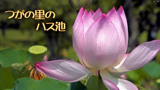 つがの里のハス池と紫陽花 ~2023年7月3日撮影~ Lotus and Hydrangea : 栃木県栃木市都賀町 : 4K