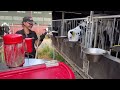 revolutionary cow farming smart tech for modern cattle care