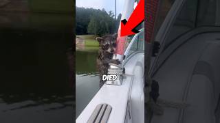 This Raccoon Nearly D!ED