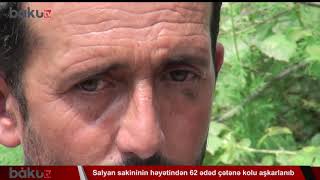 Salyan sakininin həyətindən 62 ədəd çətənə kolu aşkarlanıb