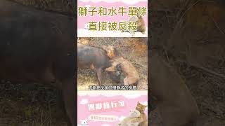 獅子捕獵水牛的時候，竟然被水牛反殺了！#animals #buffalo #lions #shorts