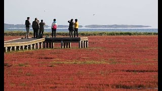 網走の湖に広がる深紅のじゅうたん