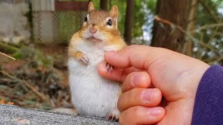 작고 소중한 다람쥐 친구들이 만든 최고의 순간들 (2019년 영상 모음) Best Moments With Little Precious Chipmunks Compilation