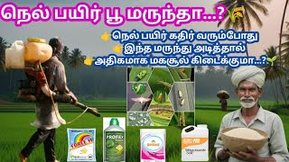 🌾நெல் பயிரில் கதிர் வரும் காலங்களில் அடிக்கக்கூடிய மருந்து | இந்த மருந்தை அடித்தால் 60 மூட்டை மகசூல்