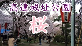 さくら満開!! 高遠城址公園でお花見