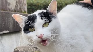 【伏見稲荷】撫でられる為に走ってくる猫オグロ妹　A cat running to be stroked