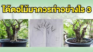 Bonsai Station [Workshop Station] EP.26 ได้ตอไม้มาควรทำอย่างไร 3