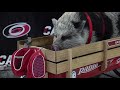 hamilton the pig poses for pictures with hurricanes fans prior to game 6