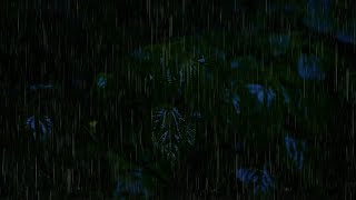 Gentle Rain on Forest for Sleeping, Relaxing  Rain Sounds For Insomnia Symptoms