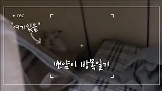 [세히네 김뽀얌 #04] 뽀얌이 방목일기