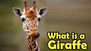 What Exactly Is a Giraffe? Unveiling the Marvels of Nature's Tallest Wonder!