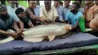 ময়মনসিংহে প্রায় ২০০ kg ওজনের পাংগাস চাষ। 200 kg mekong giant pangasius fish