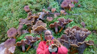 เก็บเห็ดป่าสวีเดน#Mushroom#เก็บเห็ดมันปู#เก็บเห็ดเหลือง#เก็บเห็ดดำ#plockasvamp#plockatrattkantarell