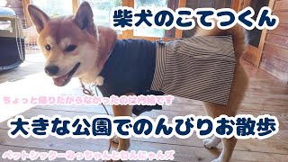 柴犬のこてつくん、大きな公園でのんびりお散歩