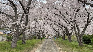 武雄市円応寺　さくら花道　さくらトンネル歩いてみた　【花見】