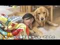 大好きな姉のゴッドハンドで骨抜きにされる大型犬クッキー【ゴールデンレトリバーとミニチュアダックスフンド】