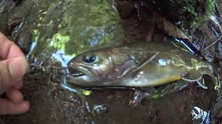 格安グラス竿でテンカラ毛鉤釣り。お盆休みの北陸源流で渋い魚体の居付き岩魚を狙う。