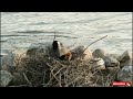 waterbird moorhen early morning routine feeding hungry babies birds animals hungry moor