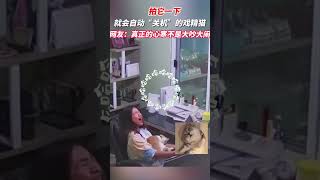 自动关机的戏精猫，主人轻拍一下猫咪下一秒直接装死#萌宠 #猫 #搞笑