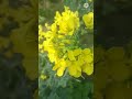 प्रकृति मां का सबसे सुंदर फूल। shorts youtube nature lovely flower flower blooming