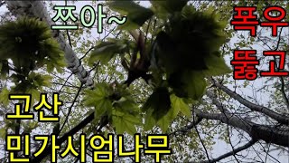 폭우도 물렀거라 민가시엄나무 산행(The harvest of thornless Kalopanax for the rainy mountains)