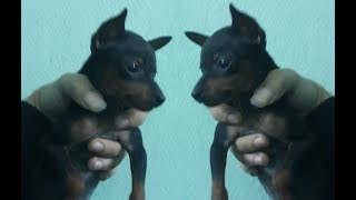 Sleep with cute dog lazy - The laziest dog on the planet/Cute Miniature Pinscher-[Piece of Paper]